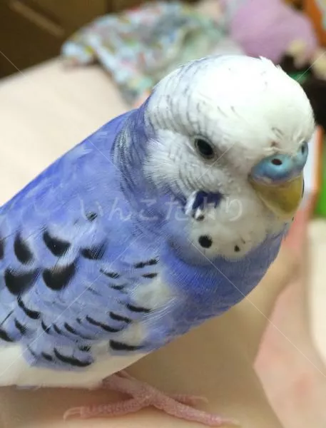 コメントの画像