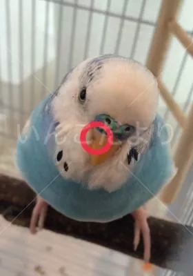 コメントの画像