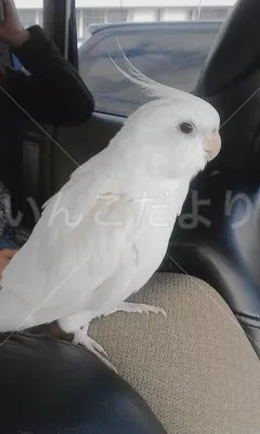 コメントの画像