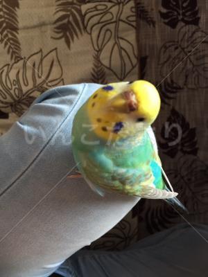 コメントの画像