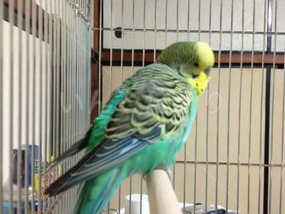 コメントの画像