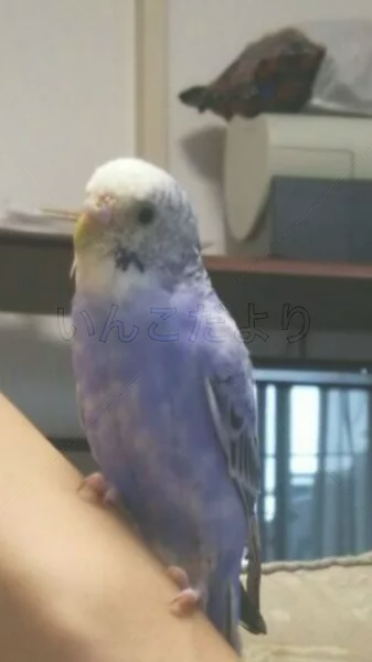 コメントの画像