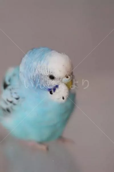 コメントの画像