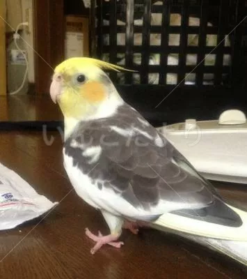 コメントの画像