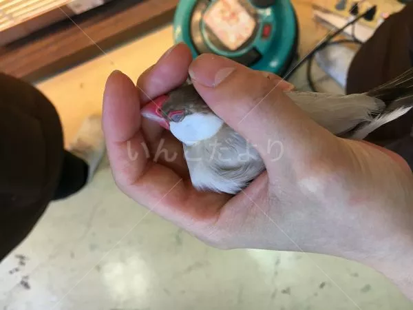 コメントの画像