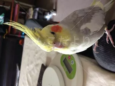 コメントの画像