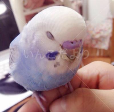 コメントの画像