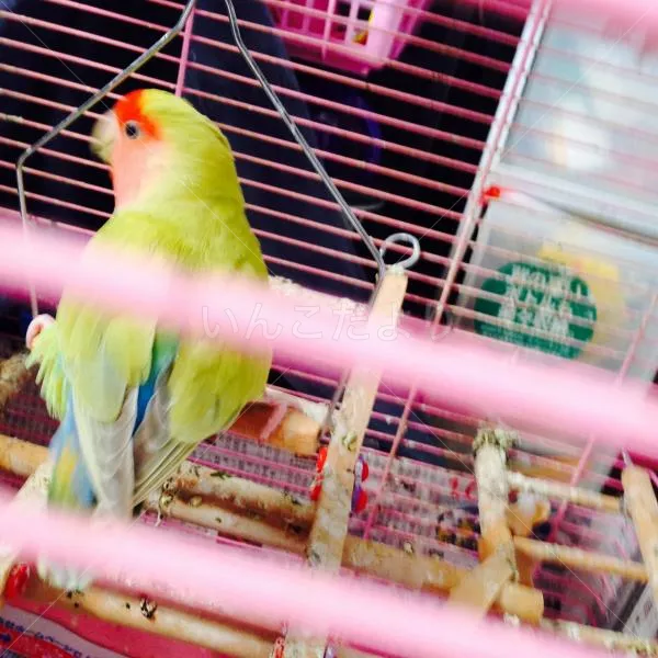 コメントの画像