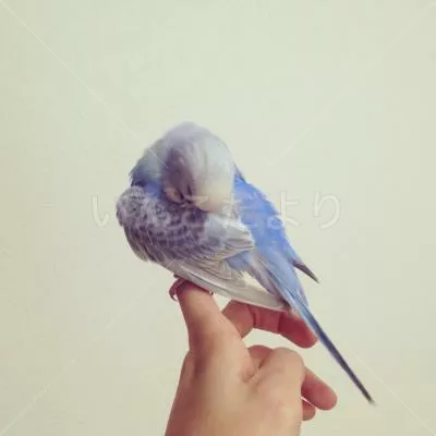 コメントの画像