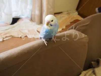 コメントの画像