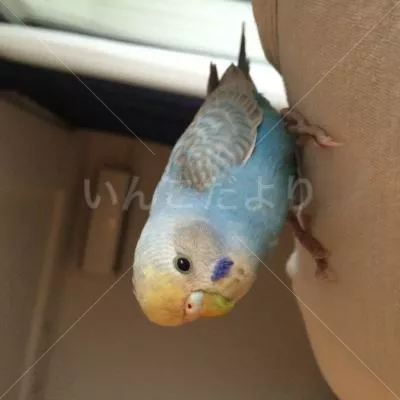 コメントの画像