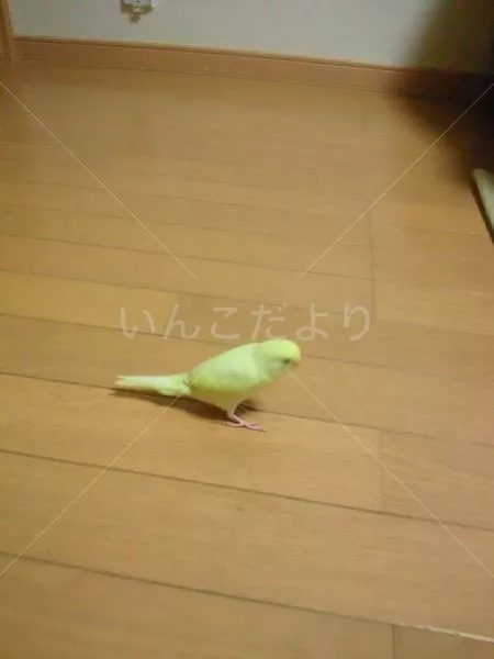 コメントの画像