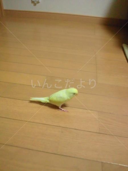 コメントの画像