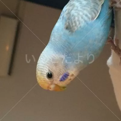 コメントの画像