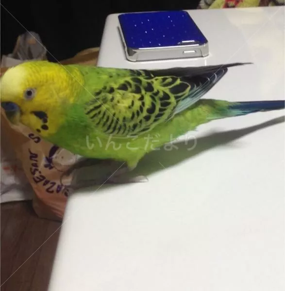 コメントの画像