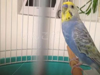 コメントの画像