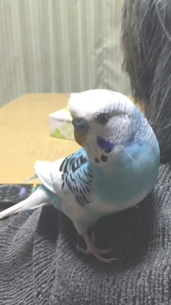 コメントの画像