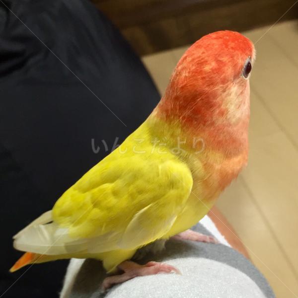 コメントの画像