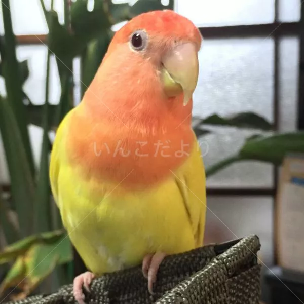 コメントの画像