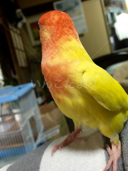 コメントの画像