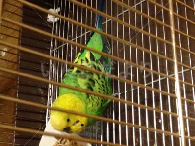 コメントの画像