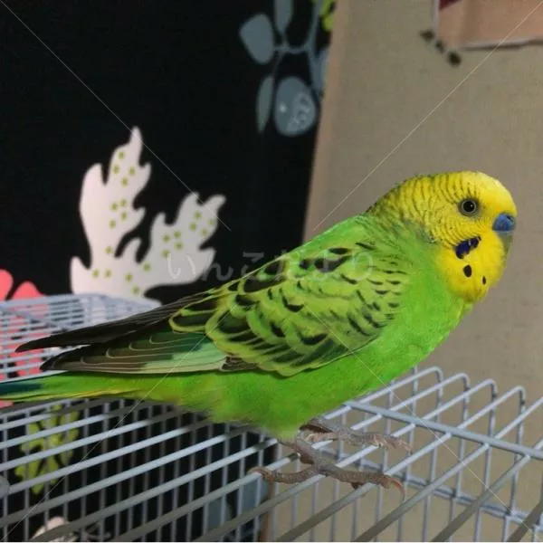 コメントの画像