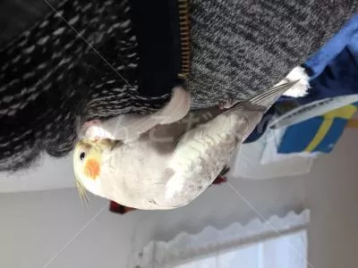 コメントの画像