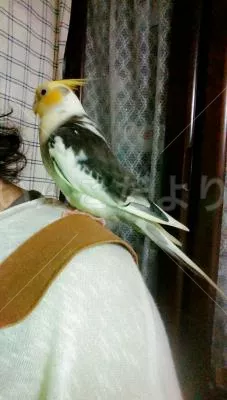 コメントの画像