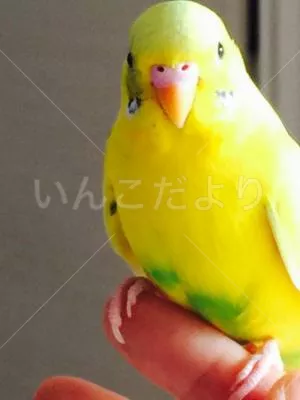 コメントの画像