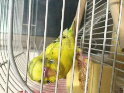 コメントの画像