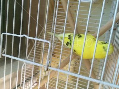 コメントの画像