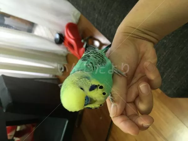 コメントの画像