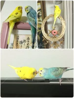 コメントの画像