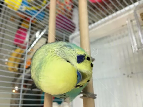 コメントの画像