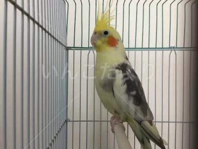 コメントの画像