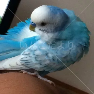 コメントの画像