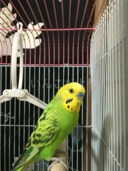 コメントの画像