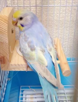 コメントの画像