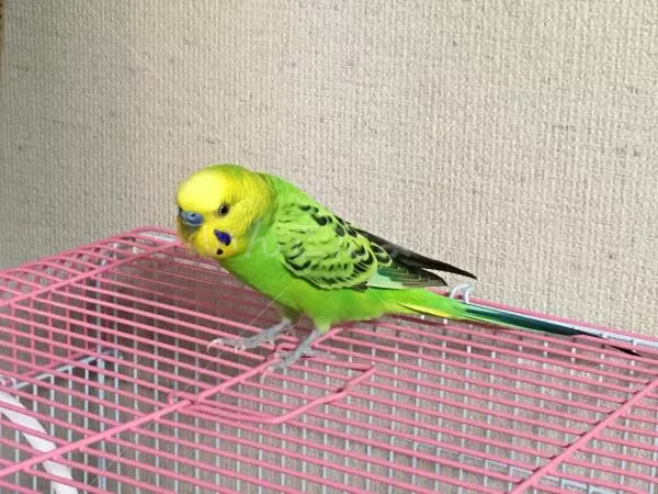 コメントの画像