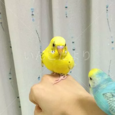 コメントの画像