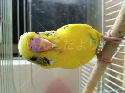 コメントの画像