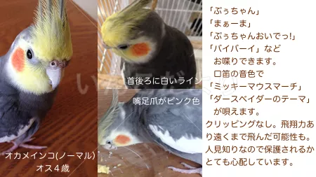 コメントの画像