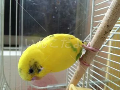 コメントの画像