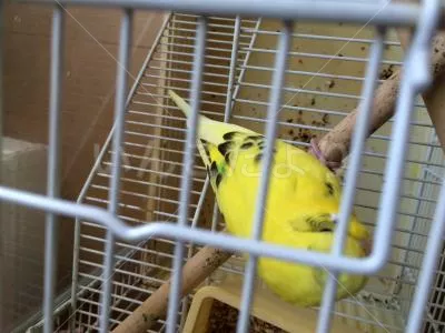 コメントの画像