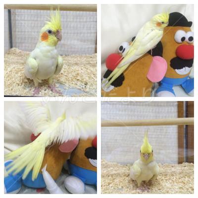 コメントの画像