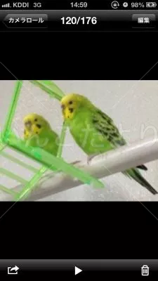 コメントの画像