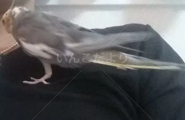 コメントの画像