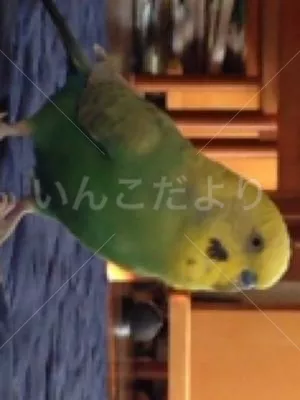 コメントの画像