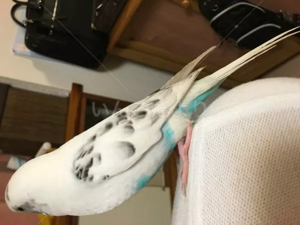 コメントの画像