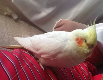 コメントの画像